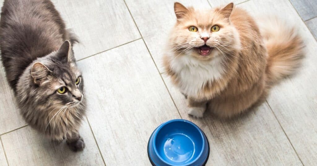 האם התזונה הטבעית ה – 1 מומלצת לחתול שלכם
