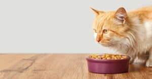 האם תזונה טבעית לחתולים היא מומלצת